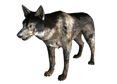 Dogmeat