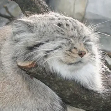 Pallasmanul